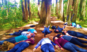 shinrin yoku meditacion en el bosque